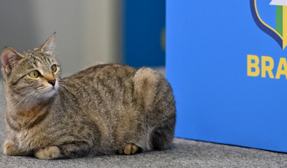 Ce a urmat pentru pisica dată jos de pe masă la conferința Braziliei, după controversa care a făcut înconjurul lumii