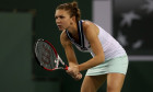 halep favorita