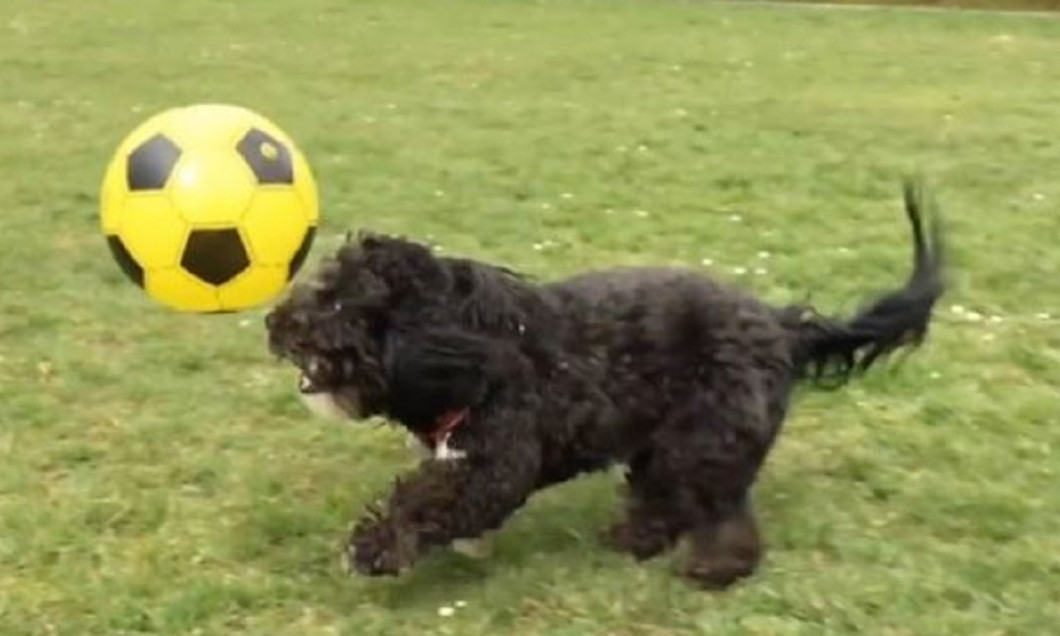 ronaldog