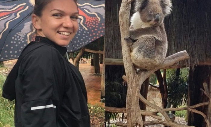 halep koala