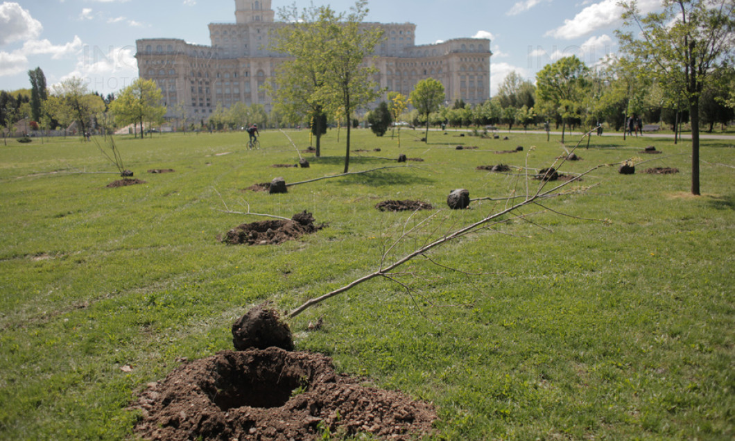 copaci plantati