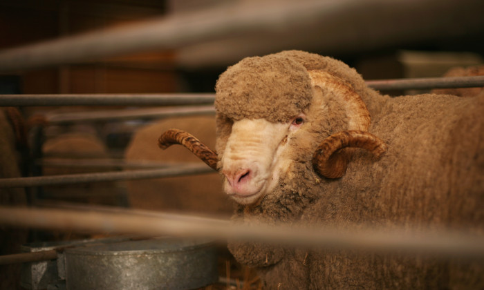 2012 Sydney Royal Easter Show