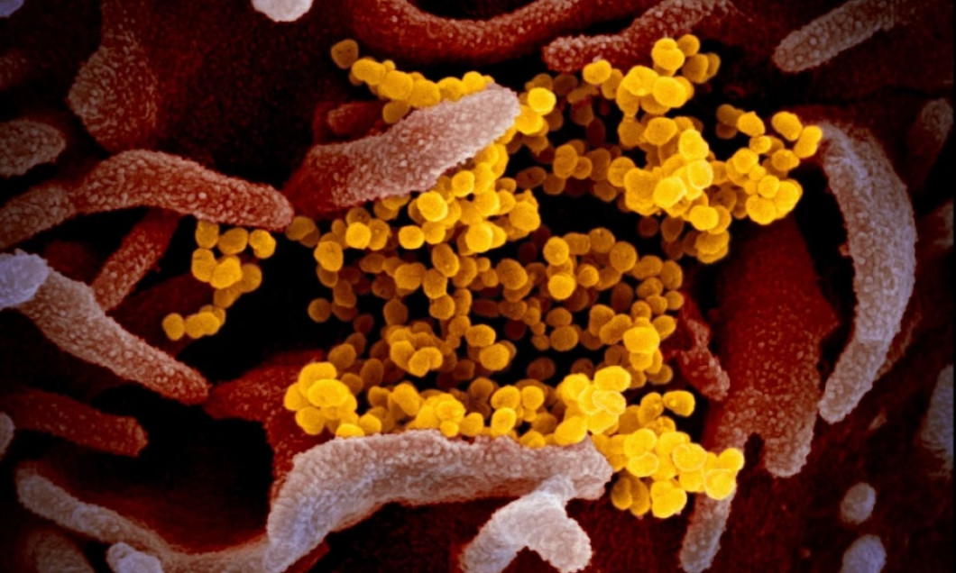 coronavirus flagel