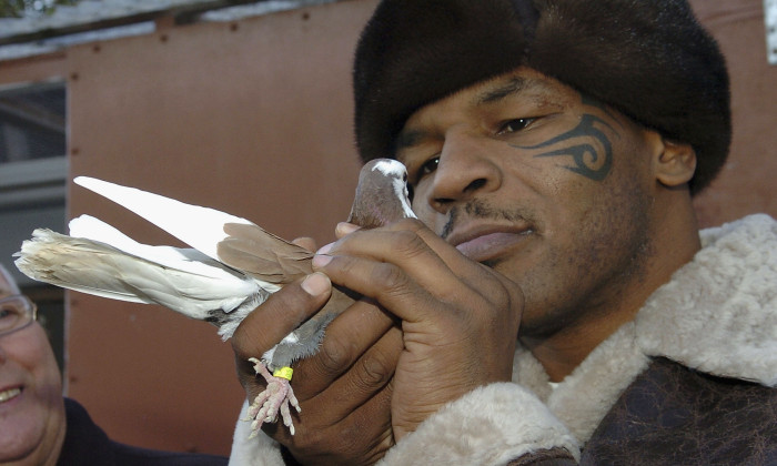 Iron Mike Tyson Visits Pigeon Fancier