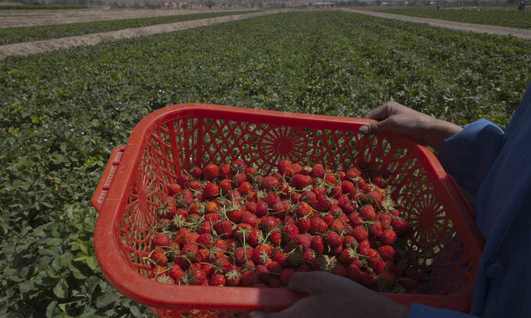 Afghans Harvest Profit from Badam Bagh Farm