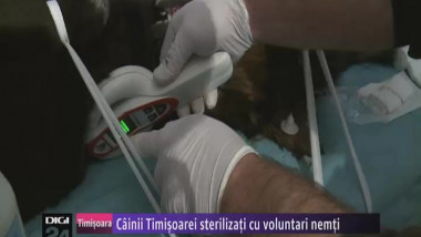 n1630 20cainii 20timisoarei 20sterilizati 20cu 20voluntari 20nemti 20250313 20timisoara-56861