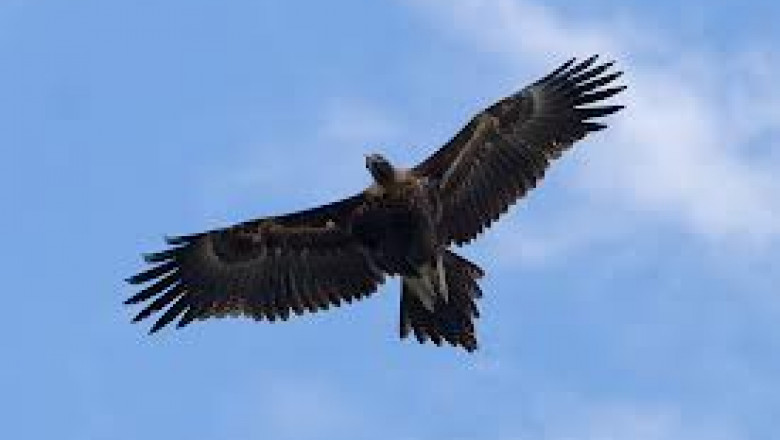 vultur-38054