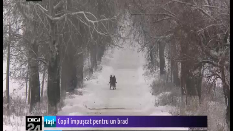 copil 20impuscat 20pentru 20un 20brad-38052