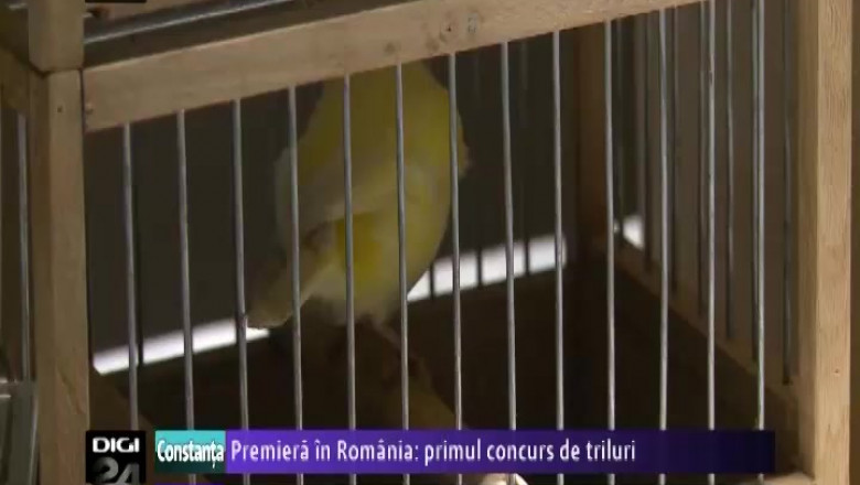 premiera 20in 20romania 20concurs 20de 20canari-36666