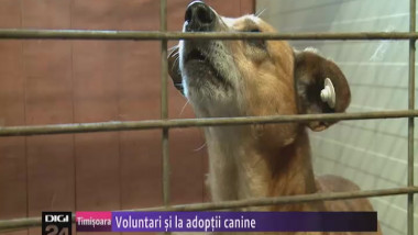 n1830 20voluntari 20si 20la 20adoptii 20canine 20270313 20timisoara-57307