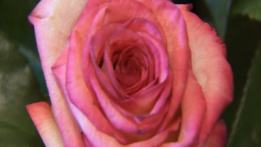 trandafir-1