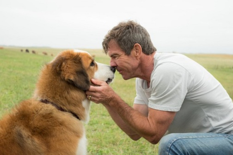 a-dogs-purpose-dennis-quaid-600x400