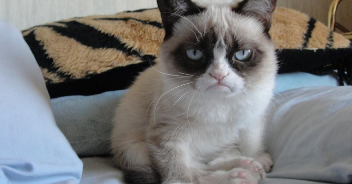 Grumpy Cat, Nyan sau Keyboard printre pisicile care au strâns o mică ...