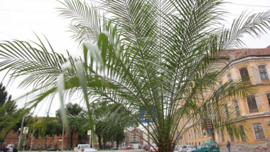 palmieri2