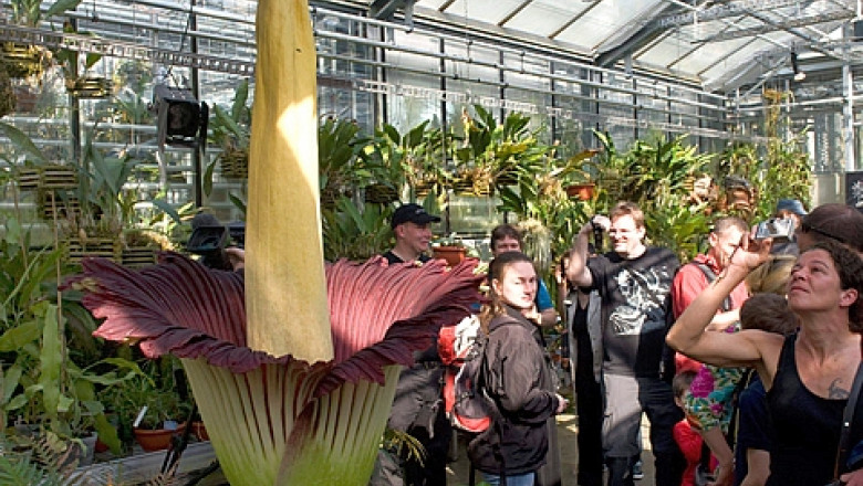 titan arum