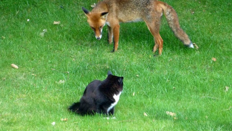 fox-cat