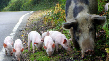 Pigs grazing on the road at Bramshaw - geograph.org.uk - 654209