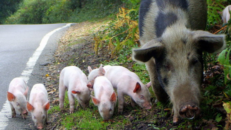 Pigs grazing on the road at Bramshaw - geograph.org.uk - 654209