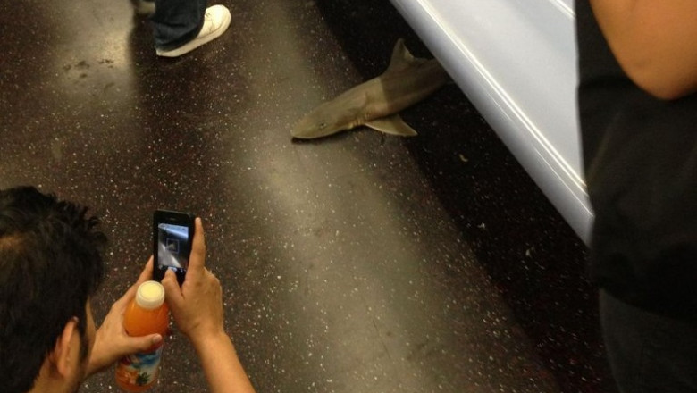 rechin metrou new york Isvett Verde