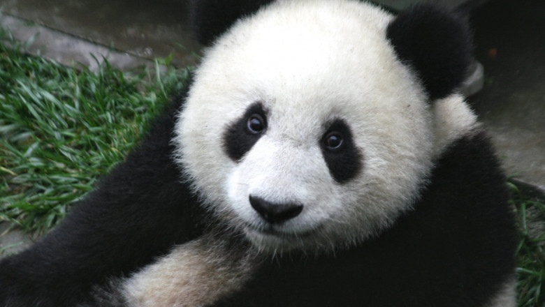 panda cub from wolong sichuan china