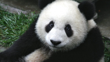 panda cub from wolong sichuan china