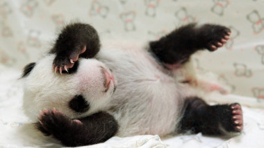 la-wn-yuan-yuan-panda-cub-taipei-zoo-taiwan-pictures-20130813