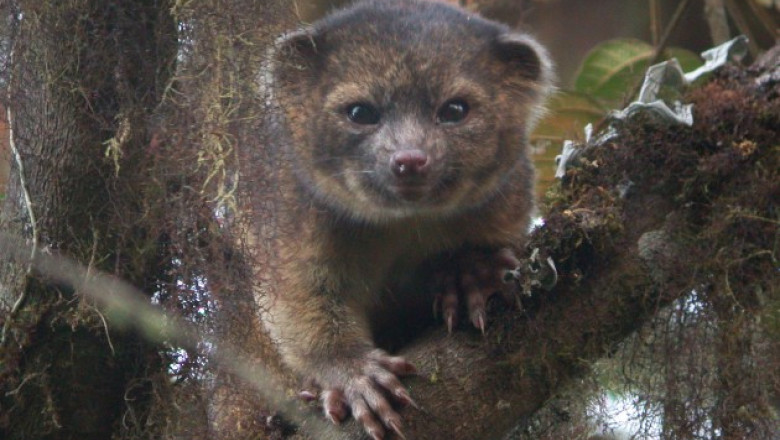 2-photo-of-Olinguito-630x451