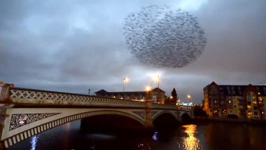 belfast birds