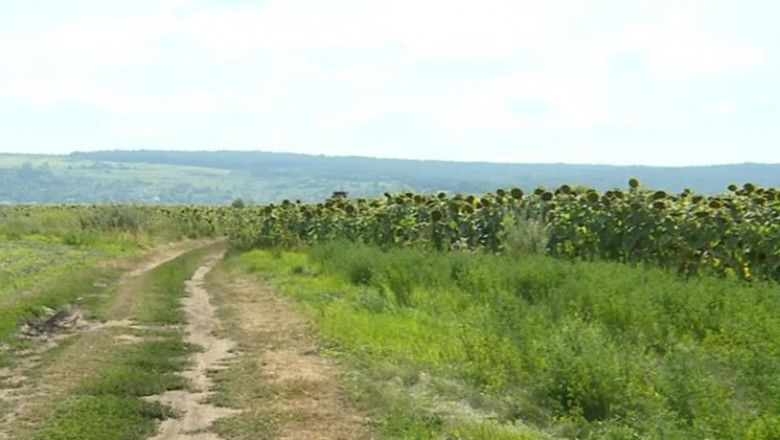 teren floarea soarelui agricultura