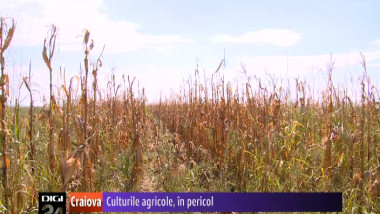 130913 culturile agricole in pericol