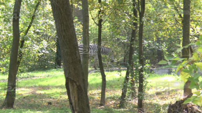 Zoo - evadarea zebrei 08