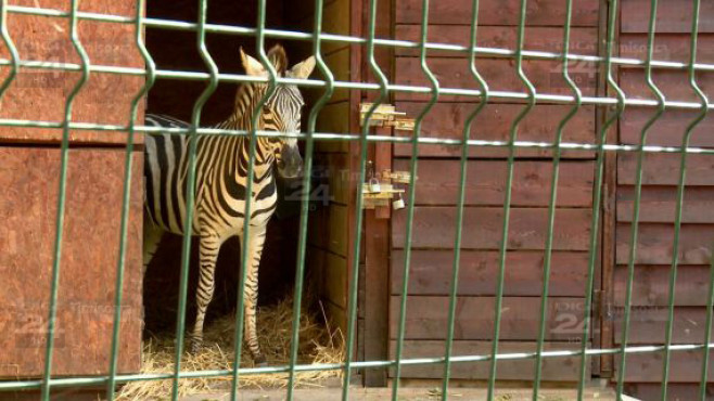 Zoo - evadarea zebrei 02