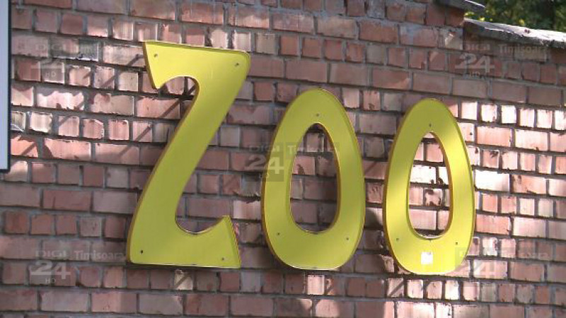 Zoo - evadarea zebrei 01