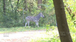 Zoo - evadarea zebrei 07
