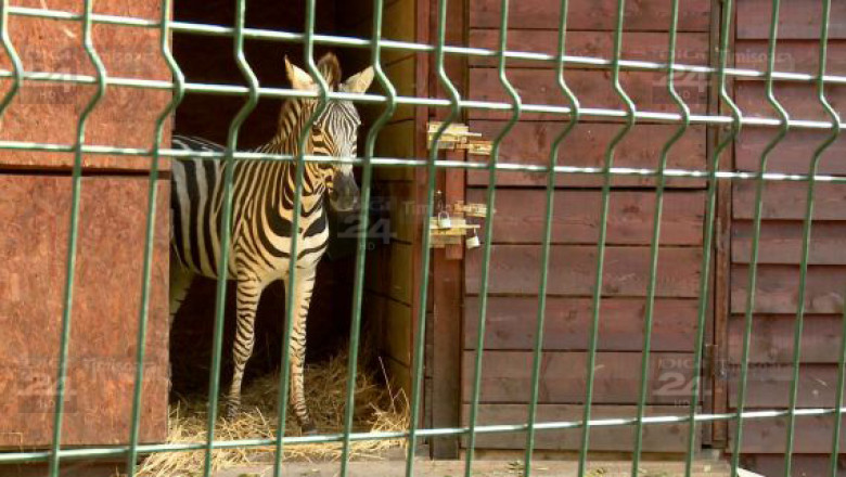 Zoo - evadarea zebrei
