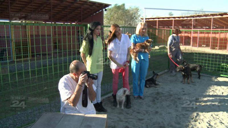 Campanie adoptii canine 13