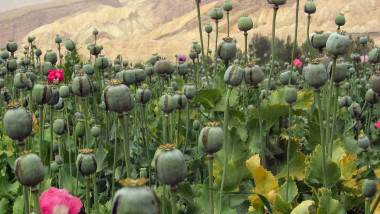 opiu afganistan wikipedia-1