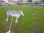 zebre 4