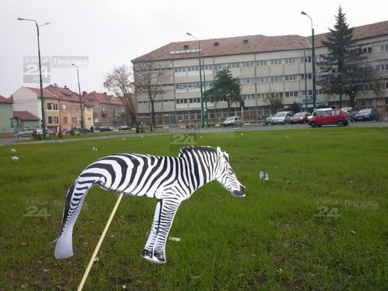 zebre 3