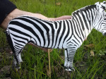 zebre 2