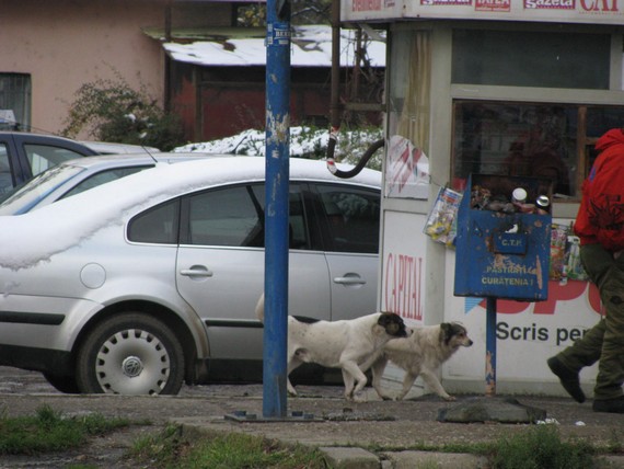 caini vagabonzi 5