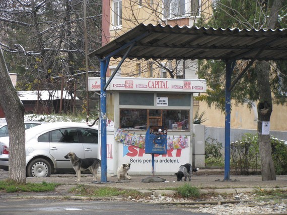 caini vagabonzi 3