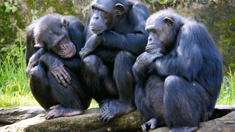 Maimute Cimpanzeu -AFP Mediafax Foto-Rob ELLIOTT 2