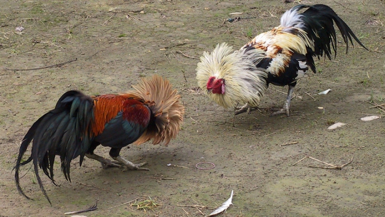 cockfighting 1