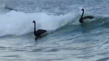 Black-swans-enjoy-Gold-Coast-surf