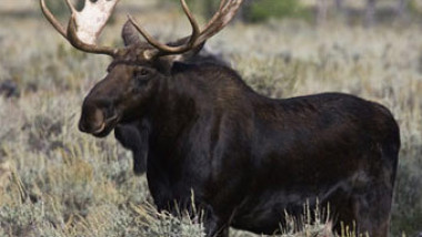moose