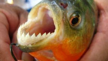 piranha