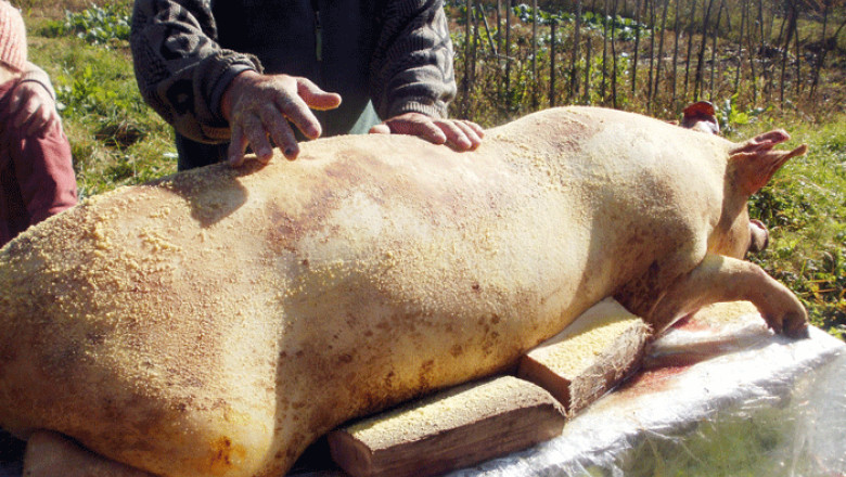 porc-ignat