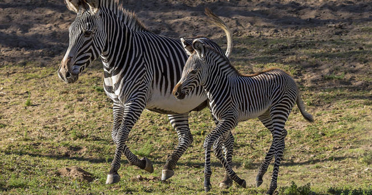VIDEO. Un pui de zebră este noua vedetă a grădinii zoologice din San ...