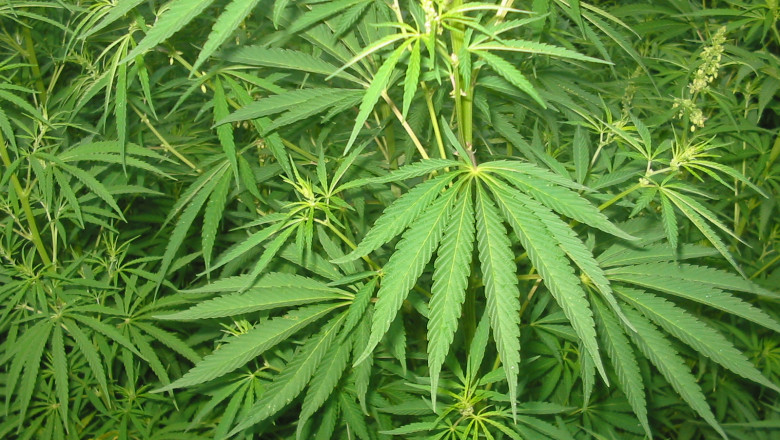 cannabis wikipedia